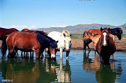 סוסי הפרא של מונגוליה