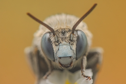 דבורת בר (Amegilla)