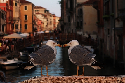 ונציה- העיר הרומנטית