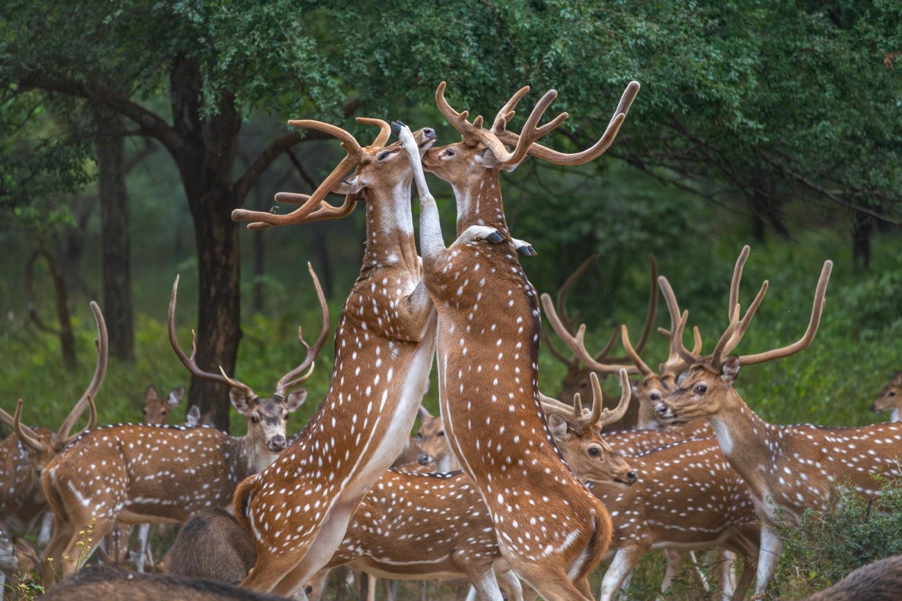 בשמורת Ranthambore 