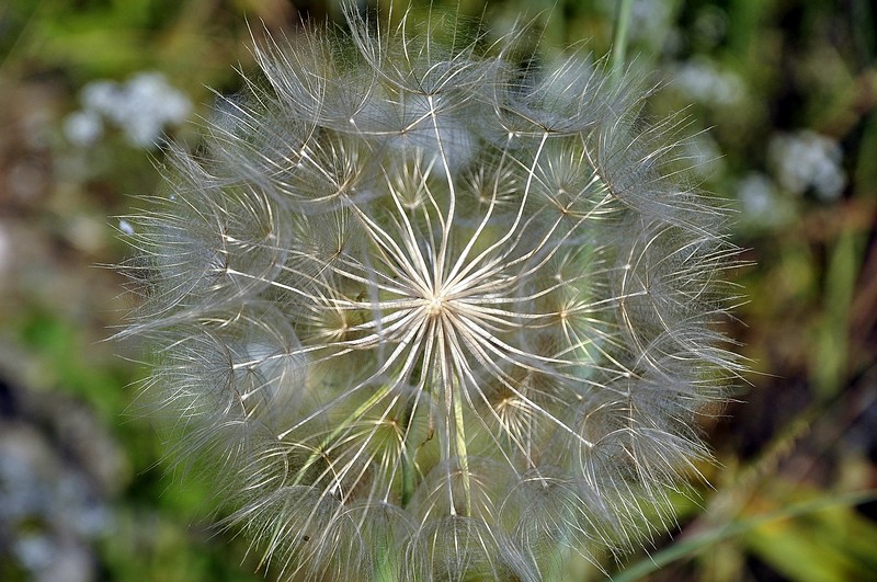 dandelion