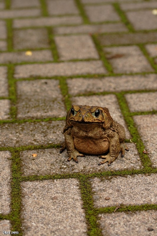 Costa Rican KermiT