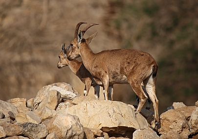 יעלים. עין גדי.