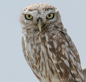 Nervous owl :-)