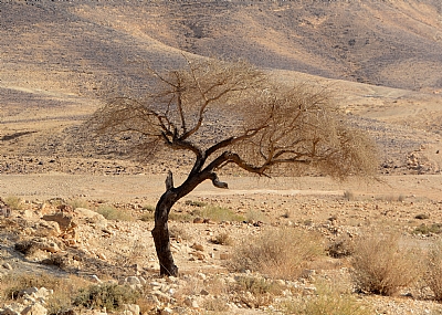 יבש