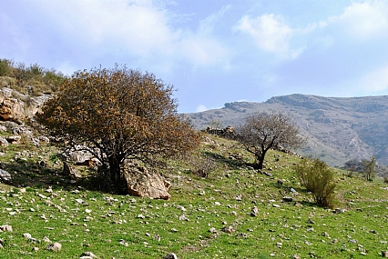 עצים על הגבעה (14)