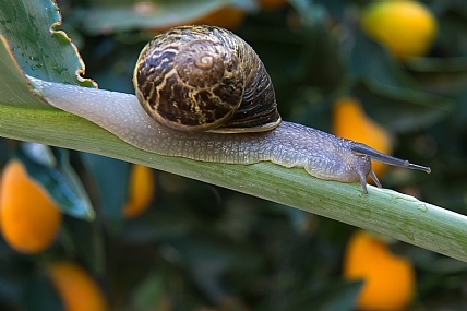 חלזון אחרי הגשם