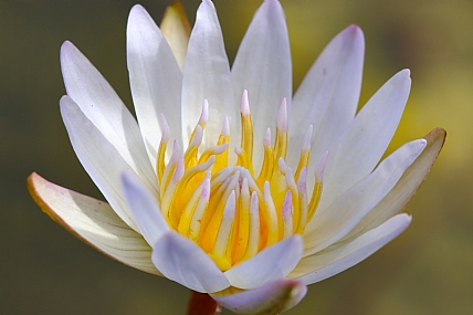 Water lily 2