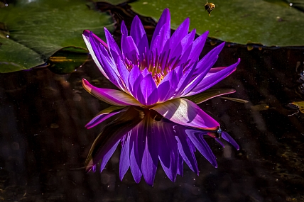 purple lotus