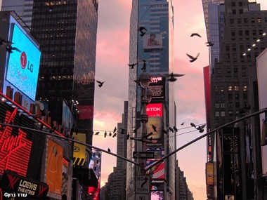 Birds Of Times Square