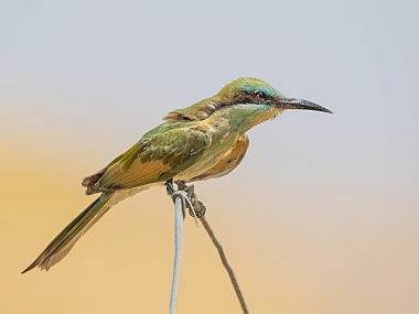 שרקרק גמדי במדבר יהודה