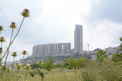 צילום: ניסים אסולין