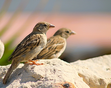 צילום: יגאל דוד רבי