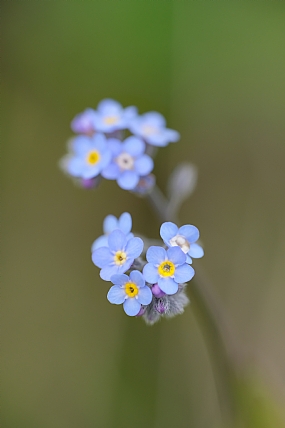 Forget me not 