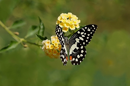 זנב סנונית הלימון