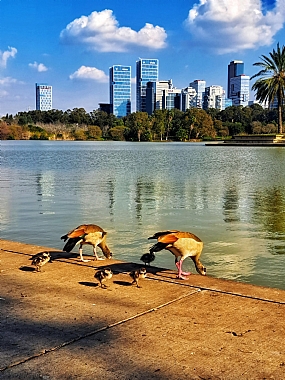 אווזים שותים