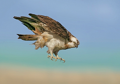 צילום: אריה טננבאום