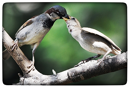 צילום: יהודה דוויק