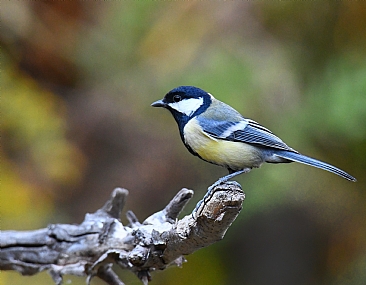 צילום: יהודה דוויק