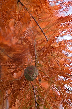 Larch 2