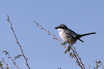 הציפור ח'