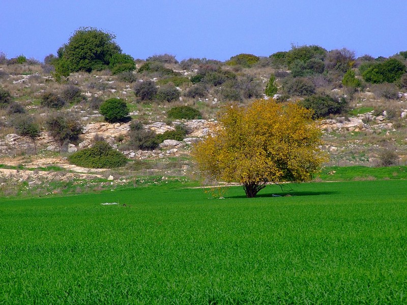 עמק האלה