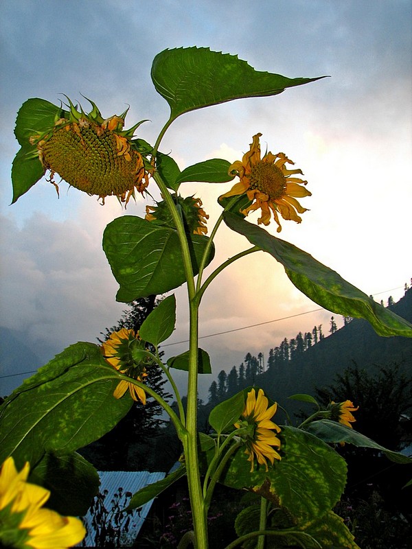 Sun Flower