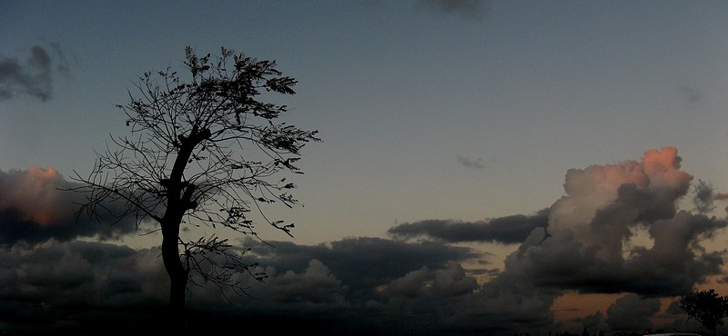 עץ מול עננים