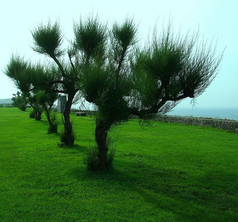 שדרת העצים המשונים