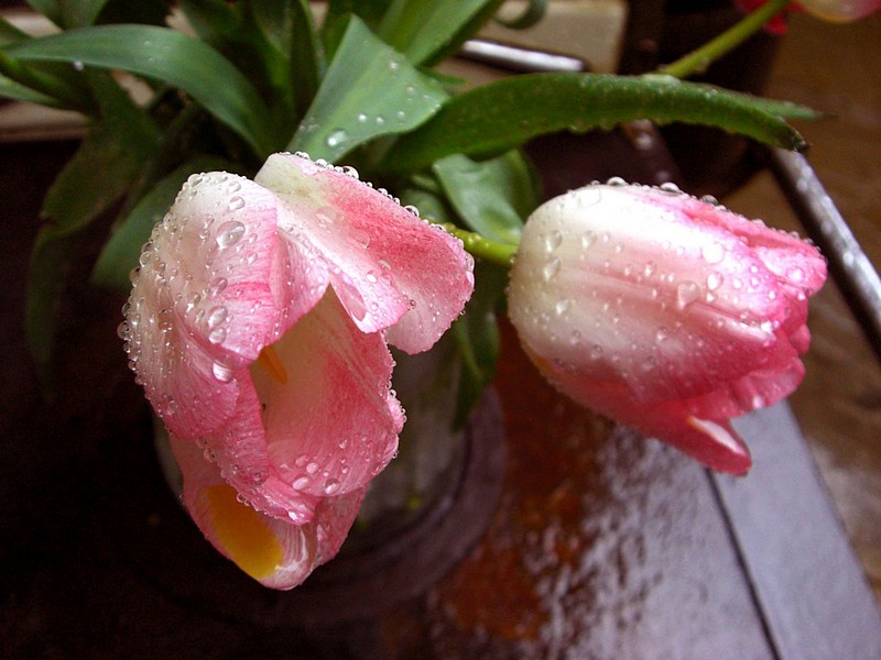 פרחים בגשם