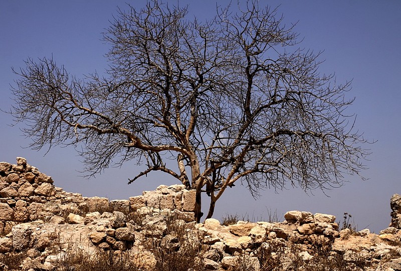 קייץ