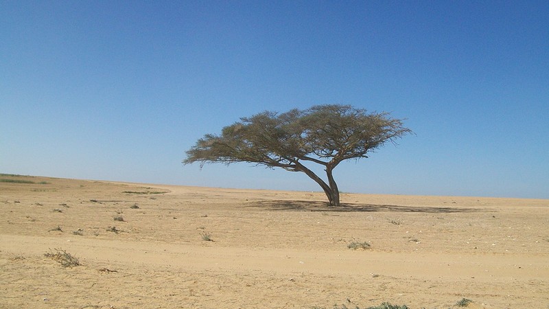 צילום: ציפי לבן